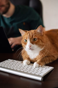 Ginger cat laying on white keyboard 