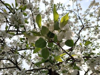 Low angle view of white flowering tree