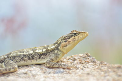 Close-up of lizard