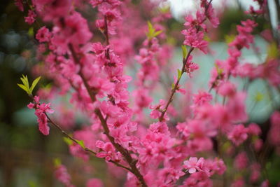 Close-up of pink cherry blossom