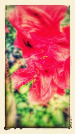 Close-up of red flowers