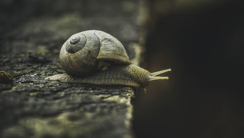 Close-up of snail