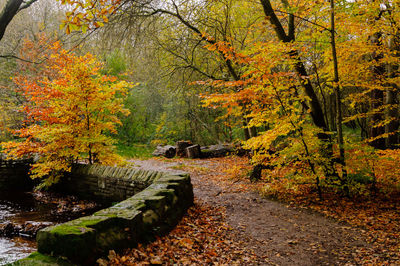 Footpath in forest