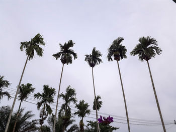 Low angle view of palm trees against sky