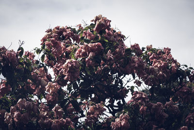 Low angle view of flowering plants against sky