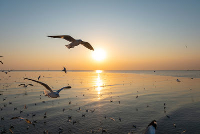 Seagulls flying over sea during sunset