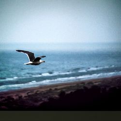 Birds flying over white background