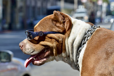 Cool pitbull dog wearing sunglasses