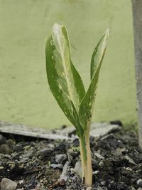 Close-up of fresh green leaf on land