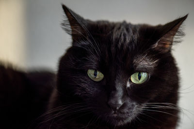 Close-up portrait of a cat