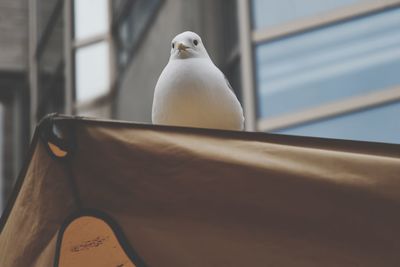 Low angle view of bird perching on table