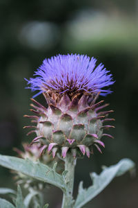 Close-up of thistle flower