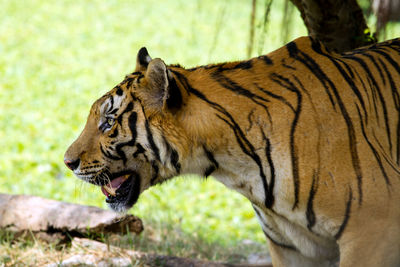 Close-up of a tiger in zoo