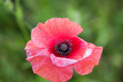 Close-up of red flower