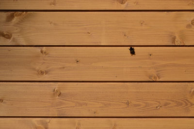 Full frame shot of insect on wooden planks