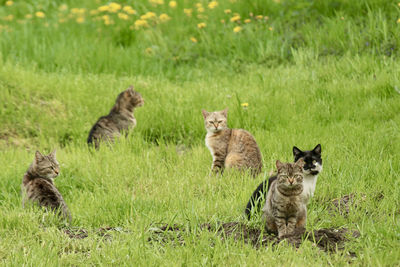 View of two cats on grass