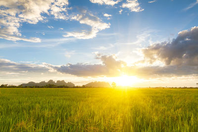 Scenic view of agricultural field against sky during sunset