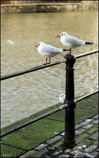 Seagull perching on railing