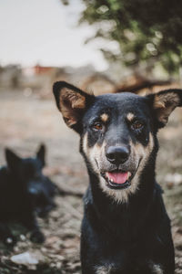 Close-up portrait of dog