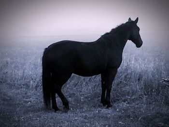 Side view of horse standing on field against sky