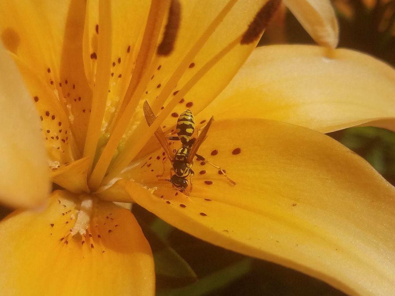 CLOSE-UP OF YELLOW FLOWER ON PLANT