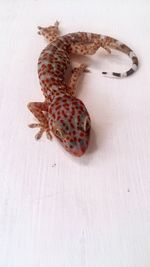 High angle view of lizard on floor