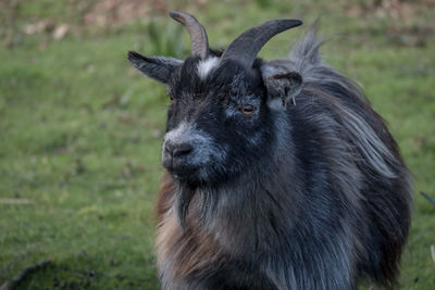 Close-up of a horse on field