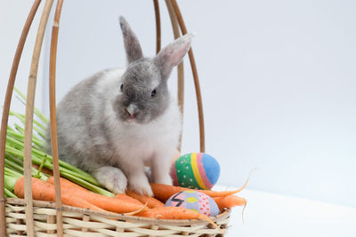 Close-up of a cat in basket