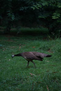 Side view of a bird flying over field