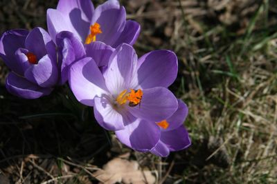 Close-up of purple flower