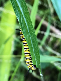 Close-up of caterpillar on leaf