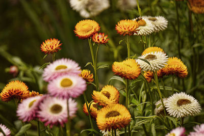 Close-up of flowering plants