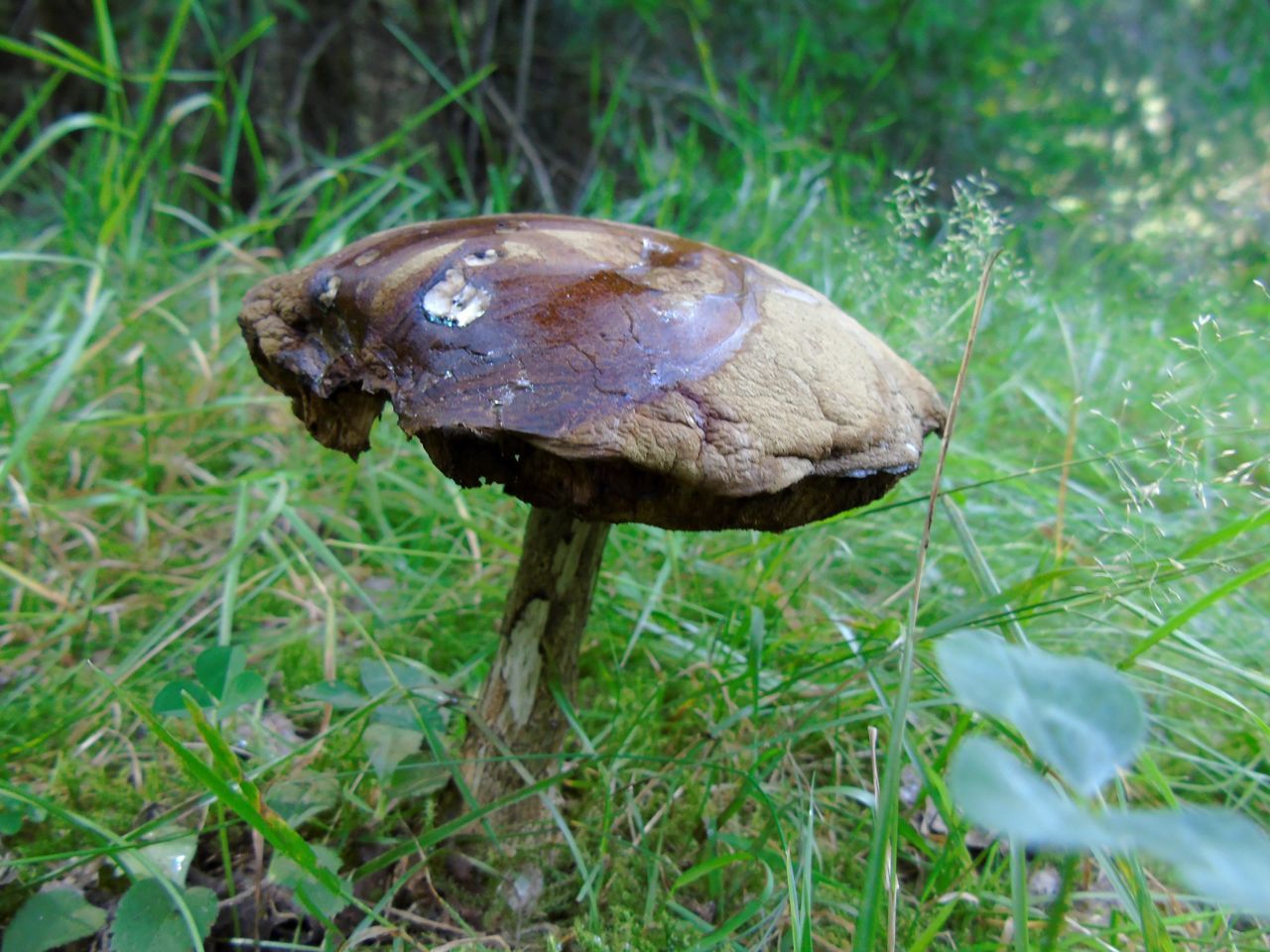 CLOSE-UP OF MUSHROOM ON GRASS