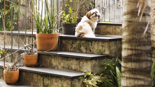 Dog sitting on wooden window in yard