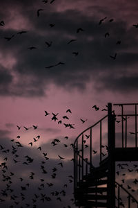 Low angle view of birds flying against sky during sunset