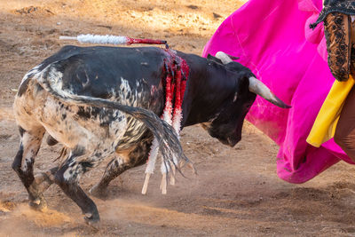 Side view of horse standing on field