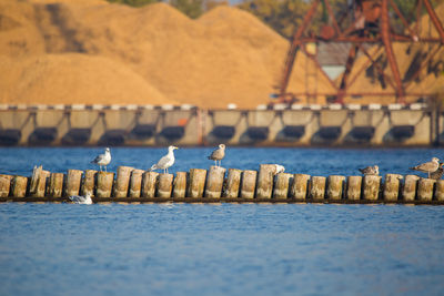 A natural scenery of sea birds sitting on an old breakwater poles in the city harbor in riga.