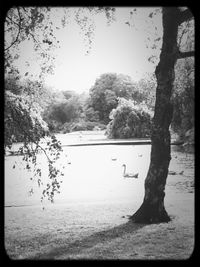 Trees by pond