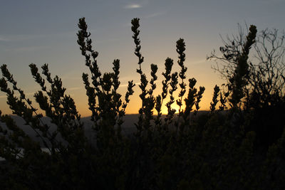 Silhouette plants growing on field against sky during sunset