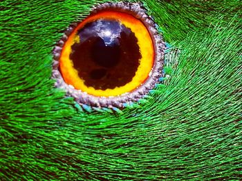 Close-up of peacock