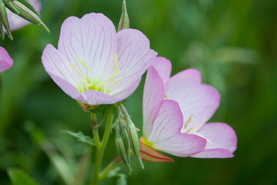 Close-up of pink flower