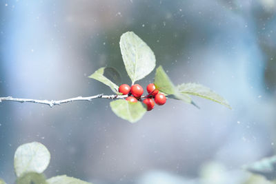 Close-up of wet red berries on plant