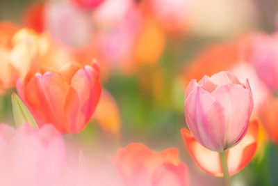 Close-up of pink tulips