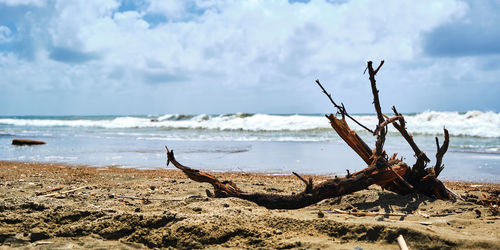 Driftwood on beach against sky