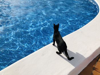 High angle view of black cat by swimming pool