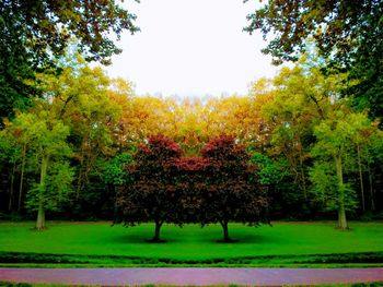 Trees on landscape against clear sky