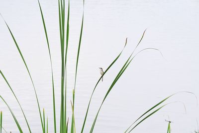 Close-up of grass growing in lake