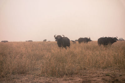 Sheep on field against clear sky