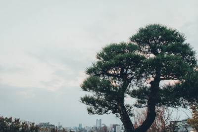 Low angle view of trees against sky