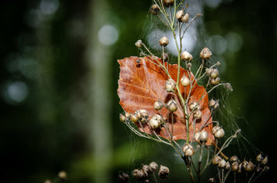 Close-up of on plant